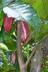Grãos de cacau em uma árvore de cacau ou Theobroma cacao, especiarias jardim, Nalanda, Ceilão Sri Lanca.