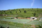 Hortaliças em meio a plantações de chá, Nuwara Eliya, Ceilão Sri Lanca.