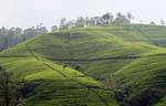Geometria na paisagem de plantações de chá, Nuwara Eliya, Ceilão Sri Lanca.