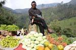 Vendedor de vegetais na parte superior Nuwara Eliya, Ceilão Sri Lanca.
