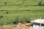 Habitação dos Trabalhadores em meio a plantações ao redor de Nuwara Eliya, Ceilão Sri Lanca.