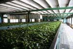 Arbustos de chá viveiro para Glenloch Tea Factory, Nuwara Eliya em torno de, Ceilão Sri Lanca.