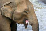 Elefante que puxa a língua, Pinnawela, Ceilão Sri Lanca.