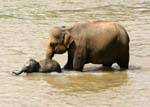 Início do bebê elefante para nadar com sua mãe, Pinnawela Orfanato, Ceilão Sri Lanca.