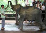 Frasco para o elefante bebê no berçário Pinnawela Elephant Orphanage, Ceilão Sri Lanca.