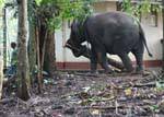 Portage tronco de árvore por um elefante asiático, Pinnawela, Ceilão Sri Lanca.