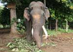 Sexo masculino, com suas presas de marfim, Pinnawela Elephant Orphanage, Ceilão Sri Lanca.