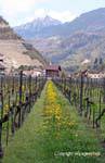Vinhedos Chablais, Aigle, A Suíça.