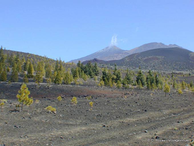 Fumarolas e floresta nas encostas do Monte Teide, Tenerife