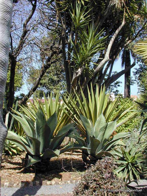 Jardim Botânico, Tenerife