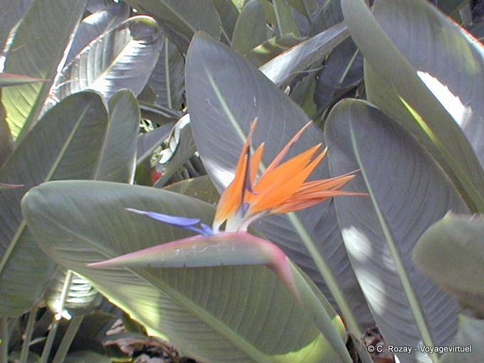 Flor em um jardim tropical, Tenerife