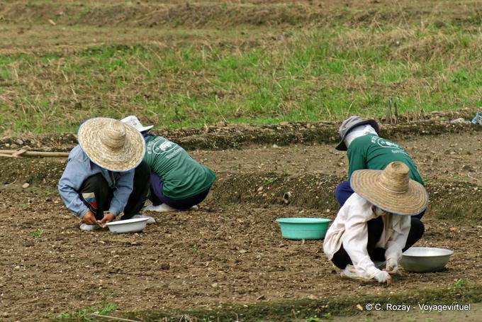 Os agricultores que plantam, Chiang Mai - Tailândia