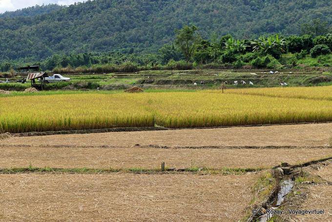 Paisagem rural, Chiang Mai - Tailândia