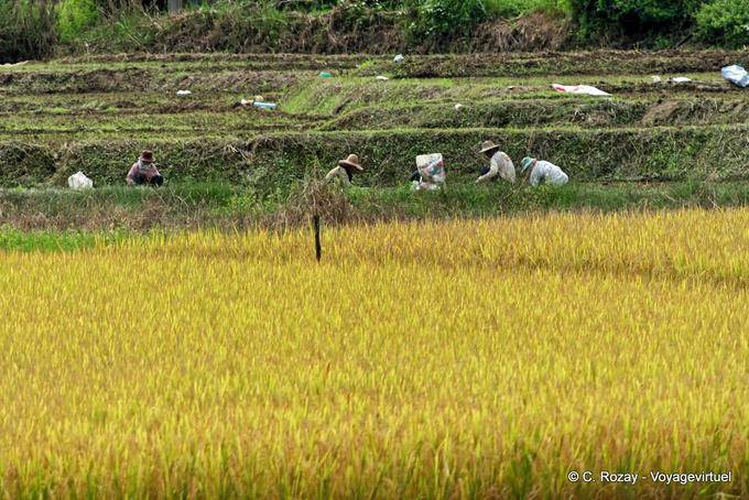 Trabalho nos campos, Chiang Mai - Tailândia