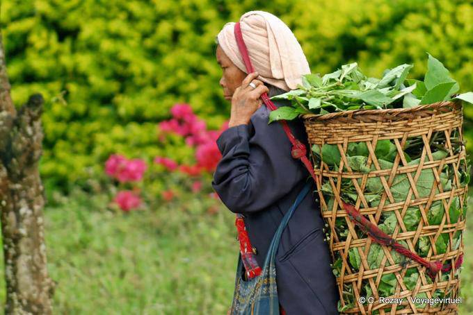 Mulher Camponês que leva carrinho com a cabeça, Chiang Mai - Tailândia
