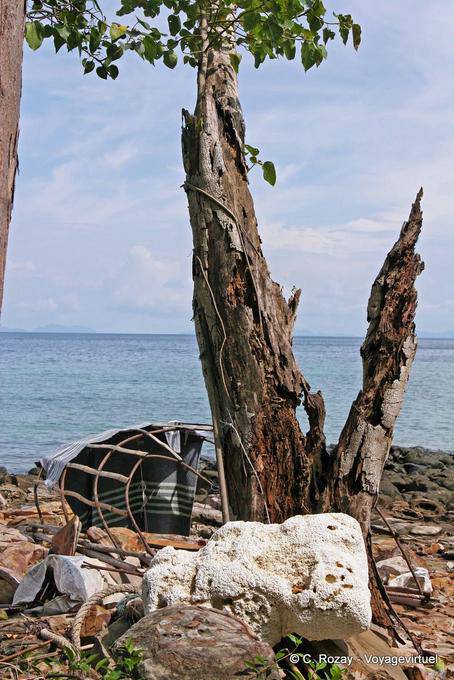 Árvore inoperante na praia, Koh Phi Phi - Tailândia