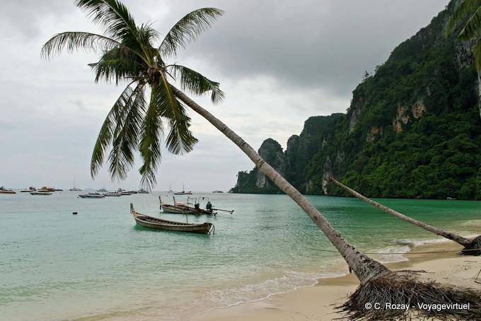 Palmeira que inclina-se em Tonsai Bay, Koh Phi Phi - Tailândia