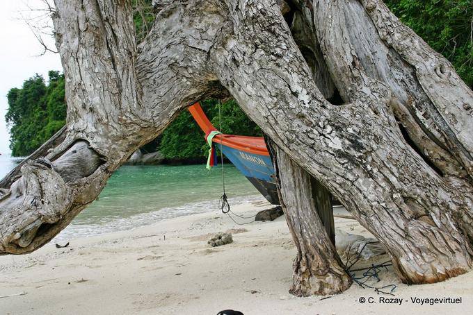 Sob as raízes, Koh Phi Phi - Tailândia