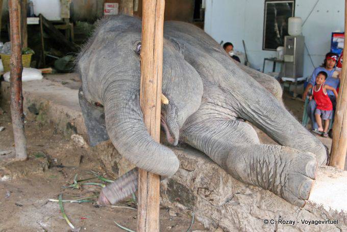Jogo do elefante, Patong, Phuket - Tailândia