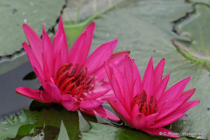 Coloridas flores de lótus fuschia, Sukhothai - Tailândia