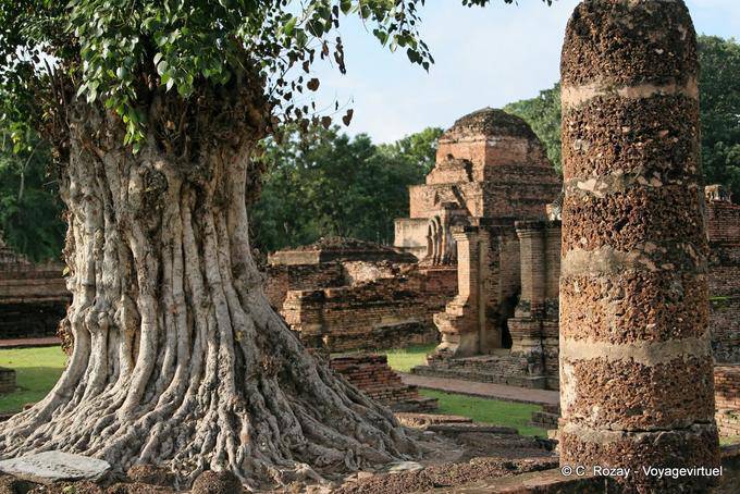 Com um tronco de árvore torturado, Sukhothai, Wat Mahathat - Tailândia