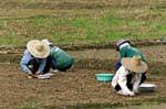 Os agricultores que plantam, Chiang Mai, Tailândia.