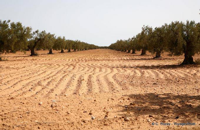 Olival na região de Sfax - Tunísia
