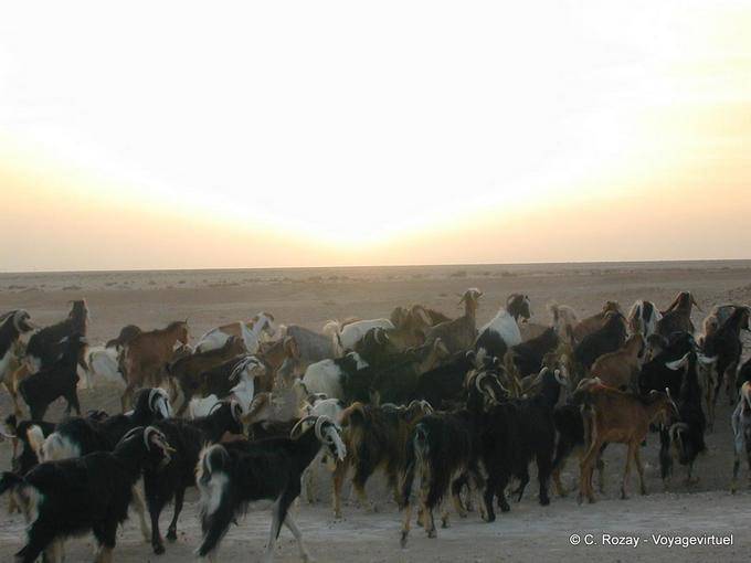 Rebanho de cabras no Chott el Jerid - Tunísia