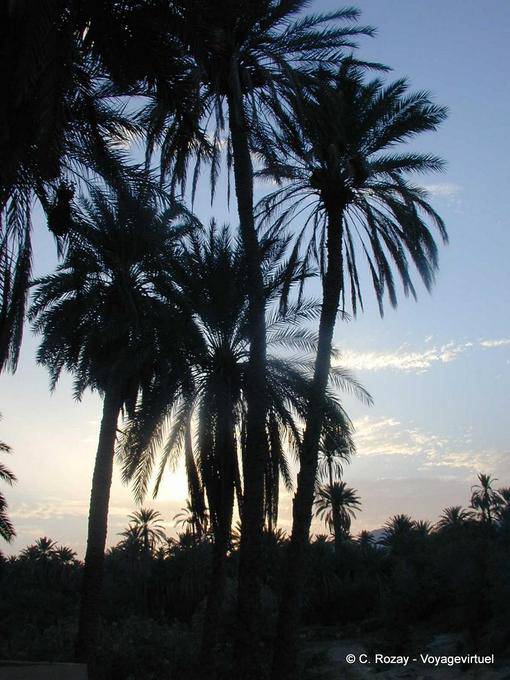 Palms sombra, Chebika - Tunísia