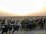 Rebanho de cabras no Chott el Jerid, Tunísia.