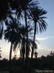 Palms sombra, Chebika, Tunísia.