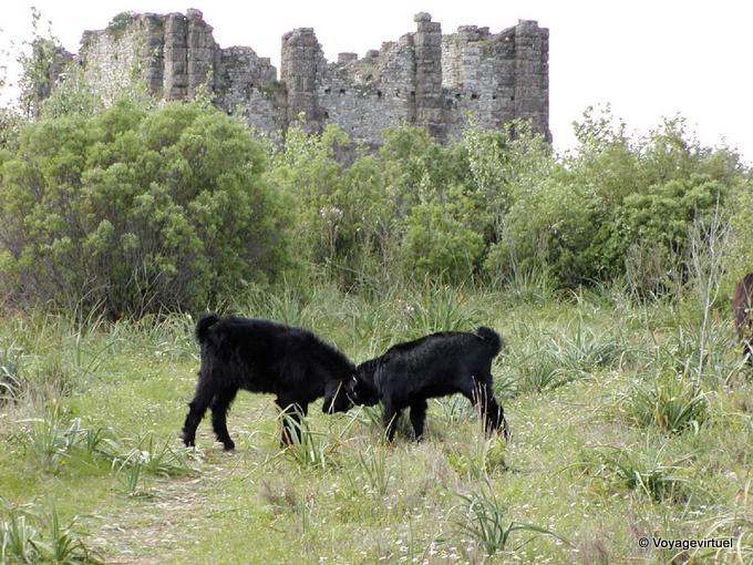 A luta de cabra nas ruínas de Aspendos - Turquia