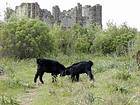 A luta de cabra nas ruínas de Aspendos, Turquia.